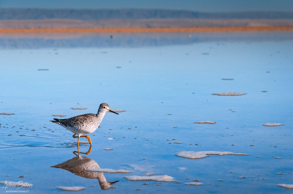 Ave en Salar de Atacama, San Pedro de Atacama