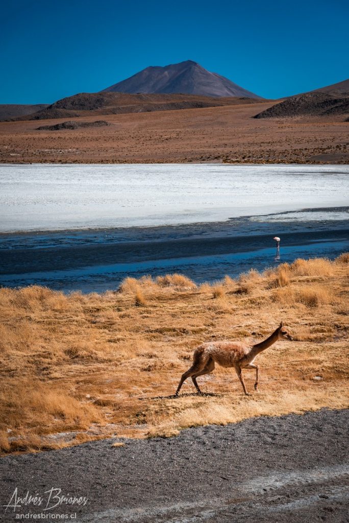 Guanaco