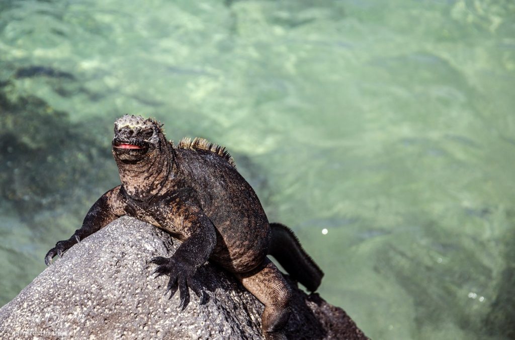 Iguana marina