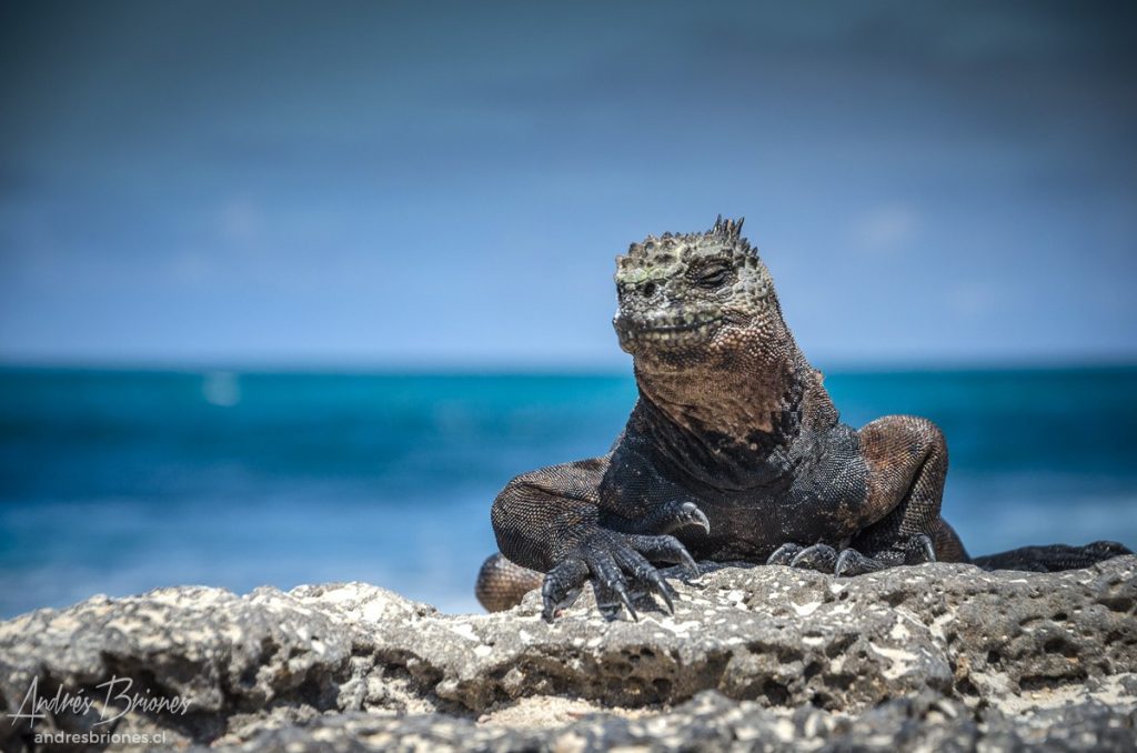 Iguana marina