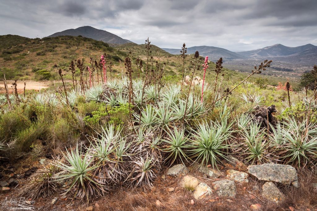 Rocas del Mar, Los Molles