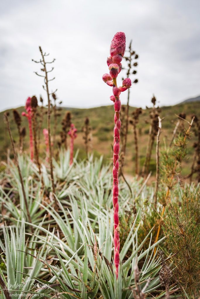 Rocas del Mar, Los Molles