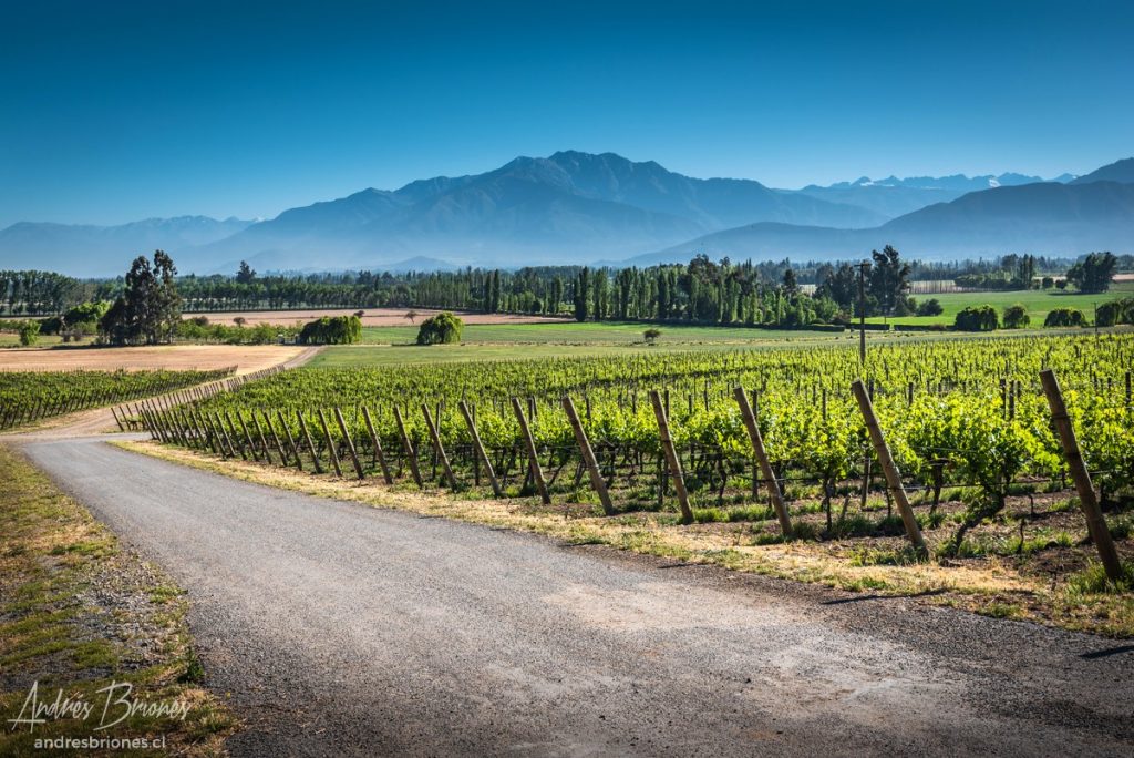 Viña Haras de Pirque