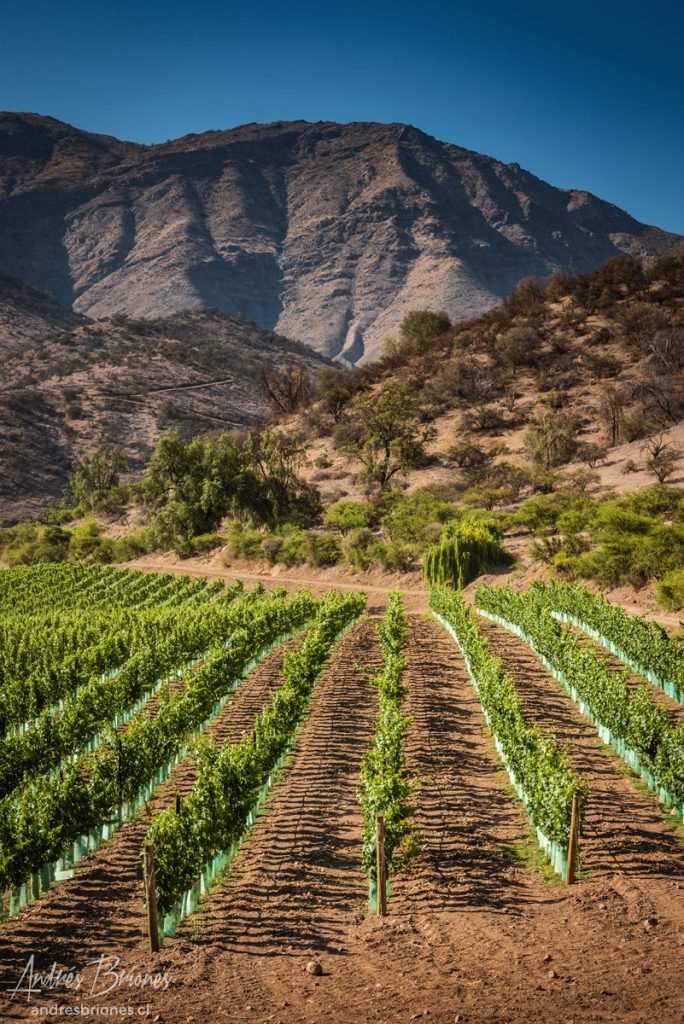 Viña Haras de Pirque