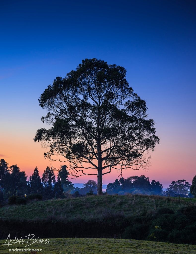 Arbol en Puerto Varas